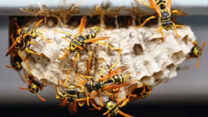 Melbournes-Trusted-Wasp-Removal-Specialists