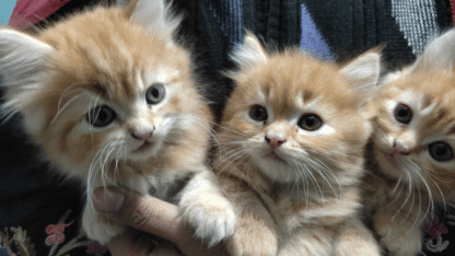 Persian-Cat-Breeders-in-Delhi