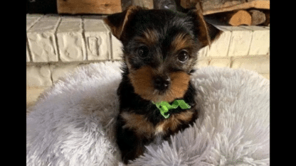 Yorkie-Puppies-Available-2