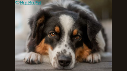 Affordable-Dog-Boarding-Services-in-Chennai-Mr-n-Mrs-Pet