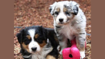 Australian Shepherd Puppy – Find Your Intelligent and Loyal Companion at Rising Sun Farm