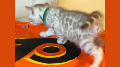 Bengal-Kittens-For-Sale