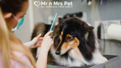 Best-Dog-Grooming-in-Delhi