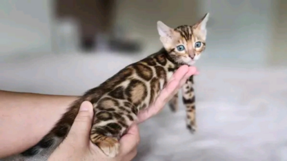Brown-Spot-Bengal-Kitten