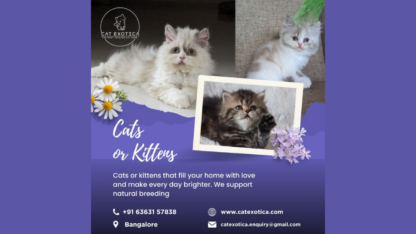 Cat-Exotica-Lovely-Cats-in-Bangalore