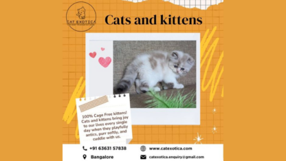 Cats-For-Sale-in-Bangalore-Cat-Exotica