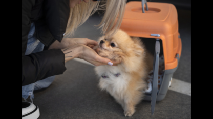 Dog-Boarding-Services-at-Jebel-K9-in-Oman