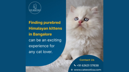 Himalayan-Kittens-in-Bangalore-Cat-Exotica