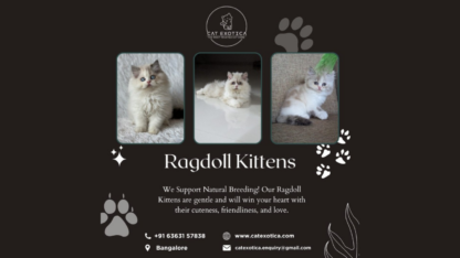 Kittens-For-Sale-in-Bangalore-Cat-Exotica
