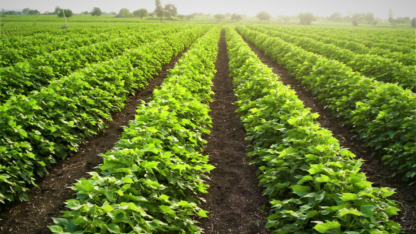 Maximizing-Crop-Yield-Precision-Fertigation-and-Water-Use-Efficiency-Netafim-India