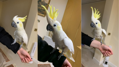 Sulphur-Crested-Cockatoo-For-Sale