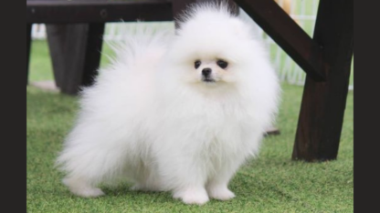 Toy-Pomeranian-Puppies-For-Sale-in-Nagpur