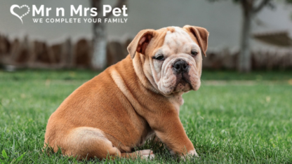 Affordable-Price-Dog-Boarding-Services-in-Ghaziabad