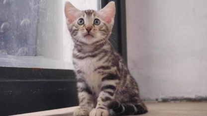 Bengal-Kittens-For-Sale
