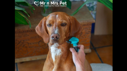Best-Dog-Grooming-Services-at-Home-in-Chennai