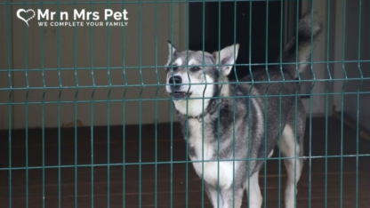 Best-Dog-Hostel-in-Hyderabad
