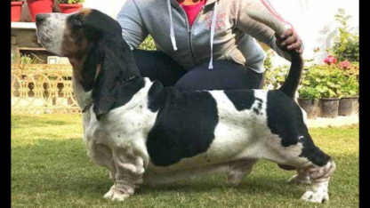 Best-Place-to-Buy-Basset-Hound-in-Nagpur