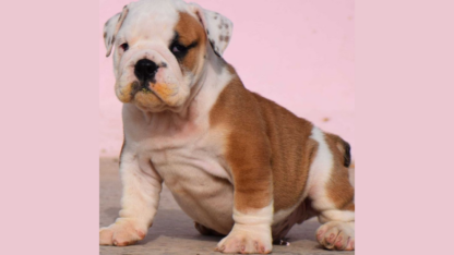 British-Bulldog-Breeders-in-Nagpur
