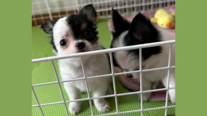 Chihuahuan-pennut-valmiina-elamaan