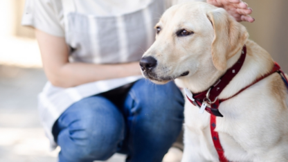 Dog-Sitter-in-Kolkata