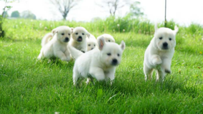 English-Cream-Golden-Retriever