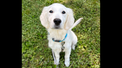 English-Cream-Golden-Retriever-Puppies-For-Sale-1