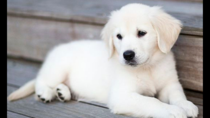 English-Golden-Retriever-Indiana-Indiana-Goldens