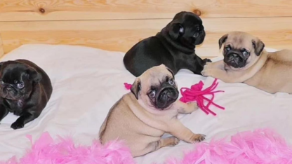 Erinomaisia-​​uros-ja-naarasmopsipentuja-myytavana