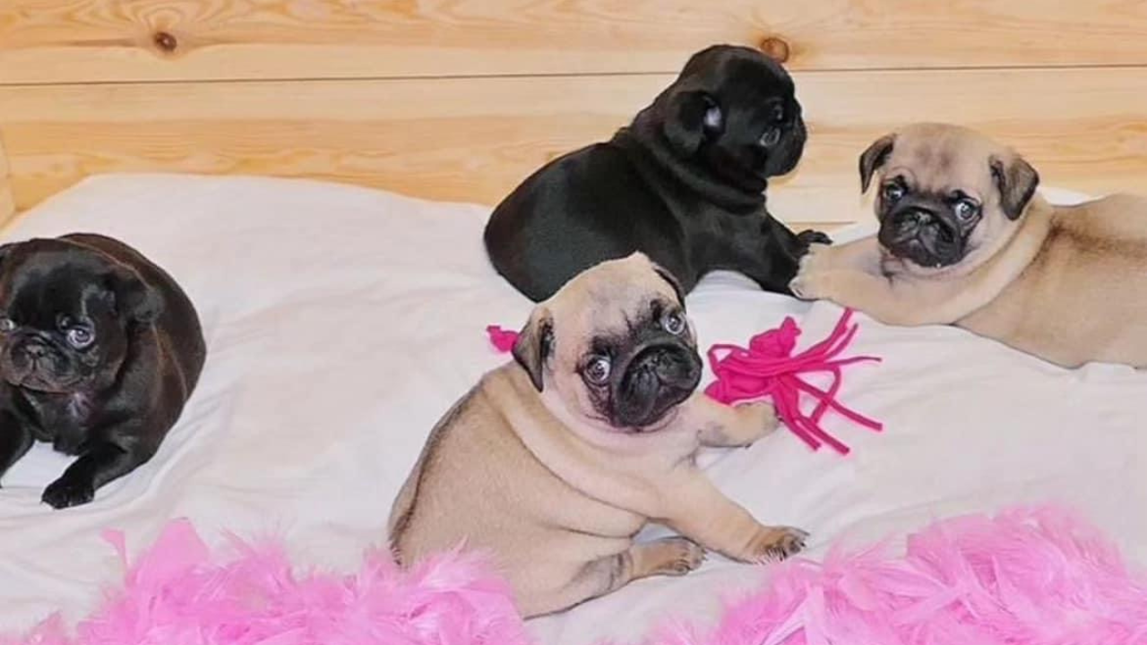 Erinomaisia ​​uros- ja naarasmopsipentuja myytävänä