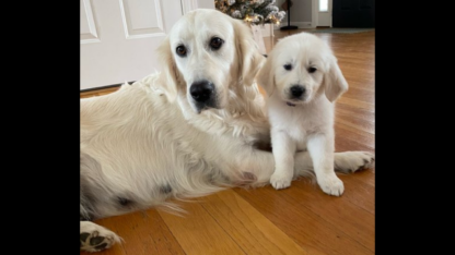 Golden-Retriever-Puppies-in-Tennessee