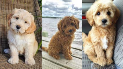 Labradoodle-Puppies-Price-in-Nagpur