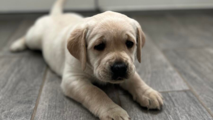 Labrador-Puppies-For-Sale-Akc-10-Weeks-Old