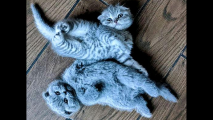 Leikkisa-ja-aktiivinen-Scottish-Fold-pentujen-pentue