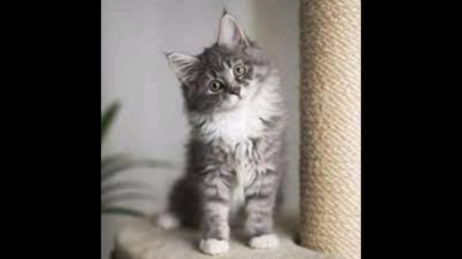 Mainecoon-Pennut-myynnissa