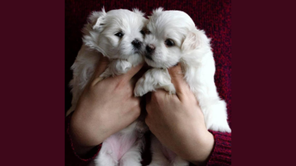 Maltese-Puppies-Available-in-California