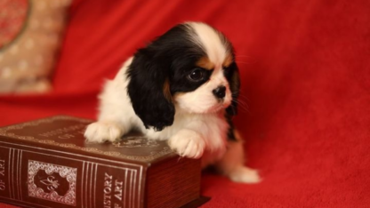 Pets-For-Sale-in-Florida