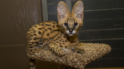 Serval-Savannah-and-Caracal-Kittens
