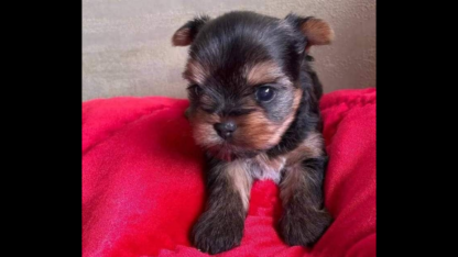 Teacup-Yorkie-Puppies-in-Elkton-Florida