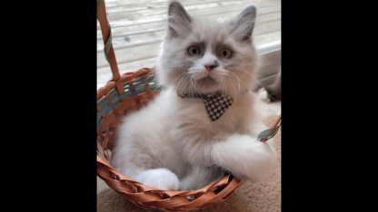 Upeat-full-Ragdoll-pennut