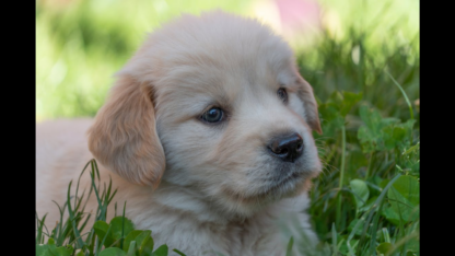 Cream-Golden-Puppies-For-Sale-in-Nashville