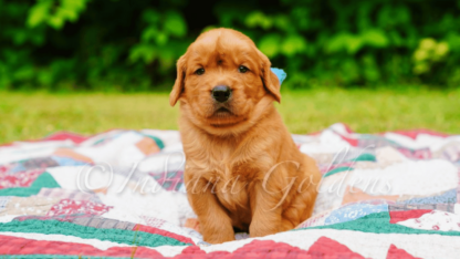 English-Cream-Mini-Goldendoodle-Breeds