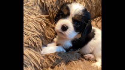 Exotic-Pets-For-Sale