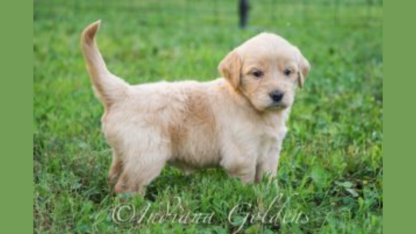 Goldendoodle-Puppies-For-Sale-Indiana
