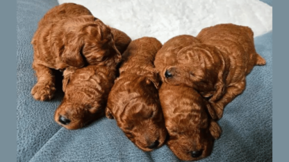 Small-Mini-Poodles-Home-of-Toy-Poodles