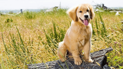 Tennessee-Golden-Retrievers-Puppies-1