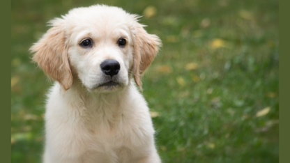 Tennessee-Golden-Retrievers-Puppies