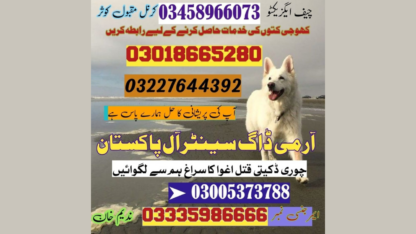 Army-Dog-Center-Nawab-Shah