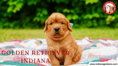 English-Retriever-Indiana