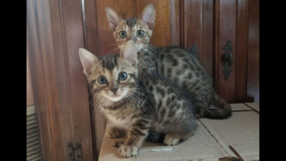 F5S-Registered-Bengal-Kittens-on-Sale