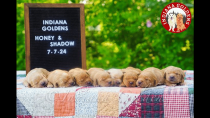 Golden-Retriever-Puppies-Indiana